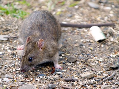 norway-rat-in-yard-Copy